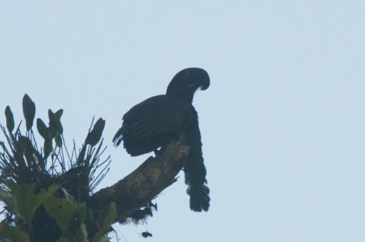 Long-wattled Umbrellabird at Recinto 23 de Junio